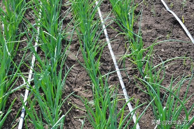 洋葱种植要高产，优选育苗进行合理施肥，绿色防治病虫害
