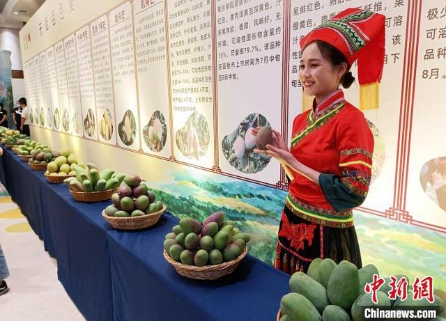 广西百色芒果上市 今年产量创新高预计达90万吨以上