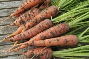 青萝卜的种植方法和时间-胡萝卜种植时间和方法