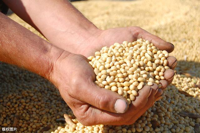 大豆种植及管理技术总结，注意事项农户要清楚，看完受益匪浅