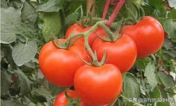 沙子里种出了西红柿，亩产两万多公斤，产值8万元