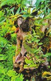 鼓槌石斛的种植技术-全球最大石斛种源库有何奥秘