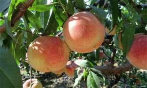 桃树种子种植方法-棚室桃树栽培技术
