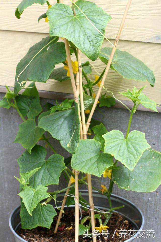 朋友在阳台上种出不断挂果的黄瓜，花盆种蔬菜也能不断收获