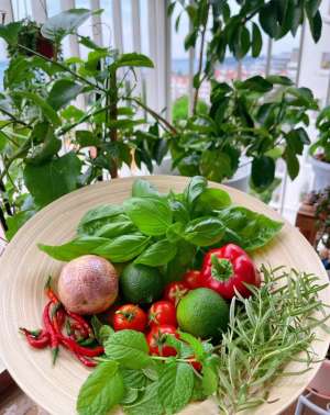 空心菜阳台种植方法-阳台种植小白菜，只需3个步骤，发芽快长势旺，好吃好看又新鲜