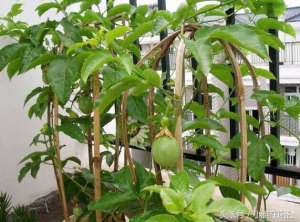 百香果北方能种植吗-阳台种百香果，一根枝条就可以，在哪都能长，果子结的超多