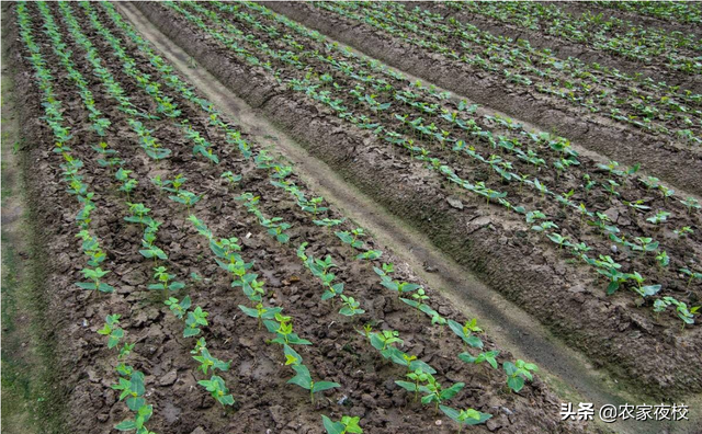 种豆角高产关键技术：露天种植时间和关键技术，每家种豆角都管用