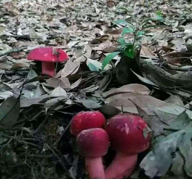 珍稀食用菌红菇，适宜在什么样的环境下生长？