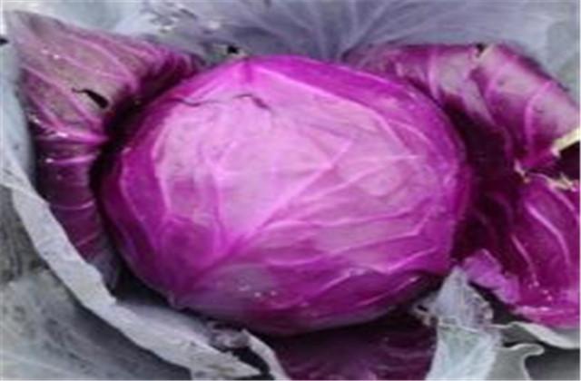 紫甘蓝栽培技术，这些种植细节你是否知道呢，来参考参考