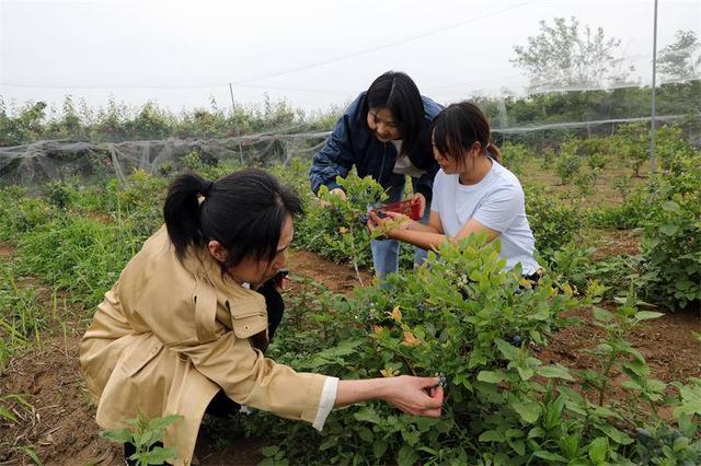 宜城新农人杨天华：种植有机蓝莓 奔向“莓”好生活