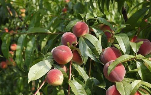 桃树开花粉嫩嫩，结果桃子好吃好看，这么好的桃树能种在家里吗？