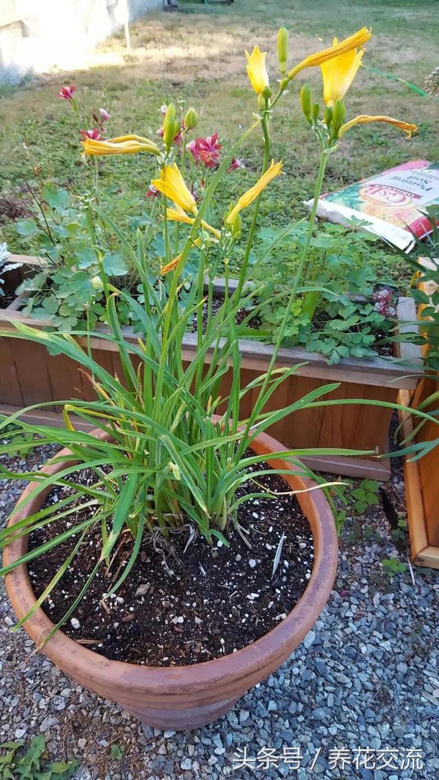 种在院子里不用经常照顾就能开出灿烂黄色花朵的黄花菜