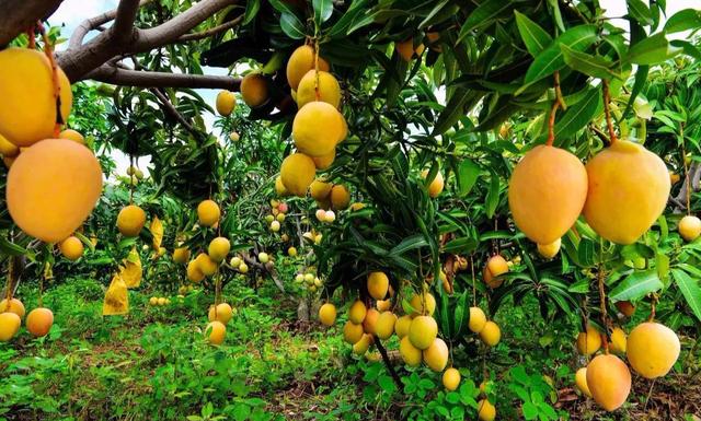 芒果是怎么种植的，在种植过程中需要注意什么，听完以后顿悟