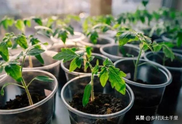 盆栽小番茄的种植方法与管理：本文讲解很详细，赶快学起来