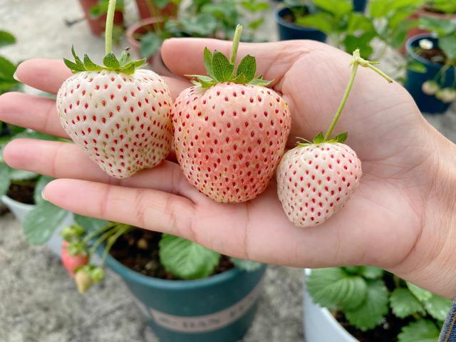 家庭盆栽草莓养护种植经验分享