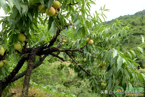 水蜜桃优质高产栽培技术