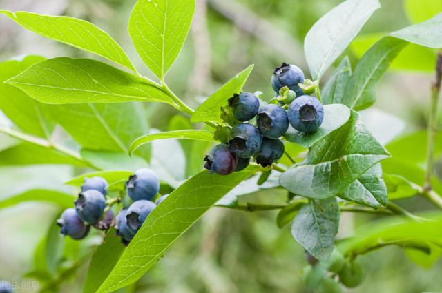 蓝莓栽培怎么选择品种？自身特点是基础，栽培目的是关键