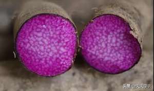 人参种植技术视频-紫山药好卖，但是不好种？是你不会种快来学习江津的浅生槽栽培