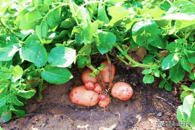 种植土豆啦！冬天菜地中种入几块，来年大丰收，分享三个种植技巧