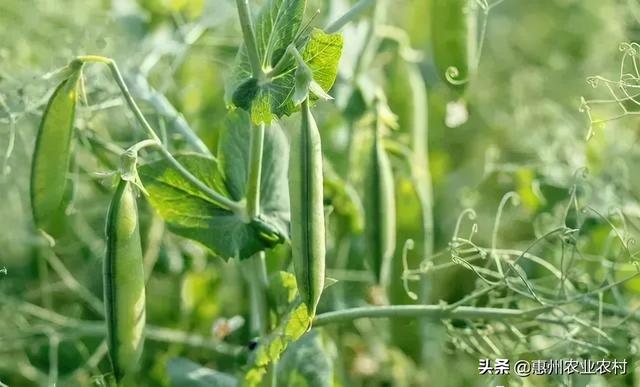 冬种豌豆高产栽培技术