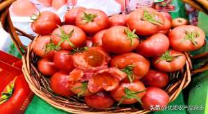 广东番茄种植基地-这个小镇靠西红柿致富，还盖了一座“西红柿博物馆”