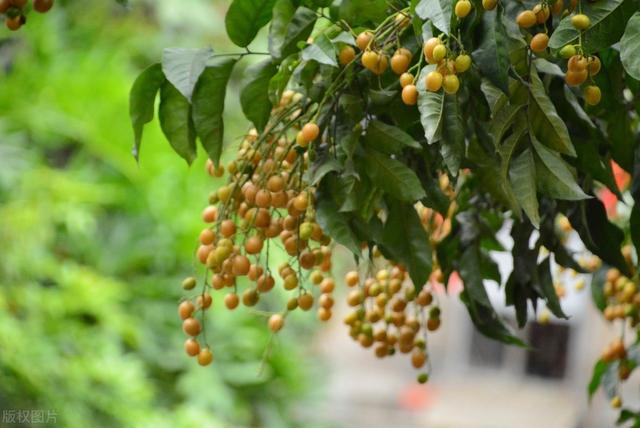 被誉为“果中之宝”的黄皮树栽培管理技术，黄皮木虱防治，实用