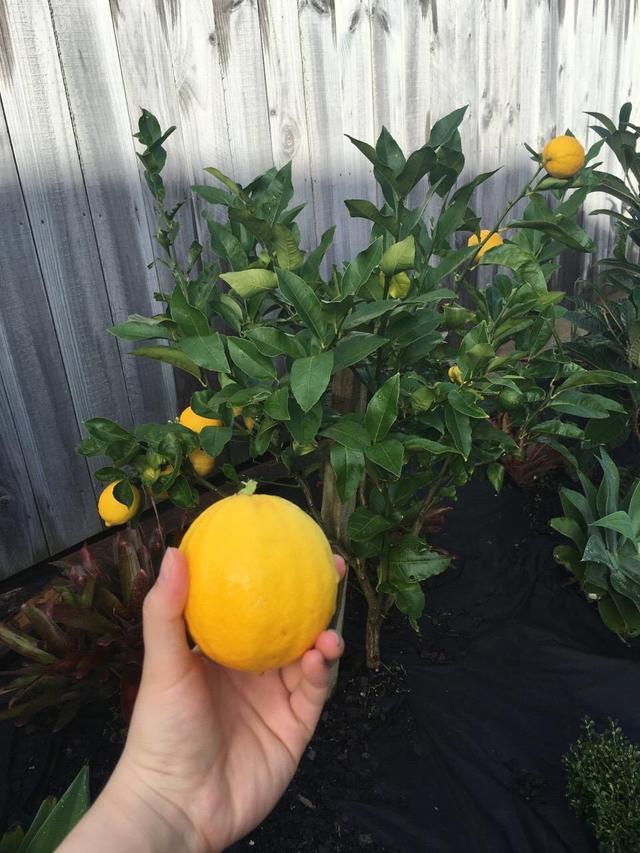 阳台怎么种柠檬？注意“3点”，果子压弯枝，满树金灿灿的柠檬