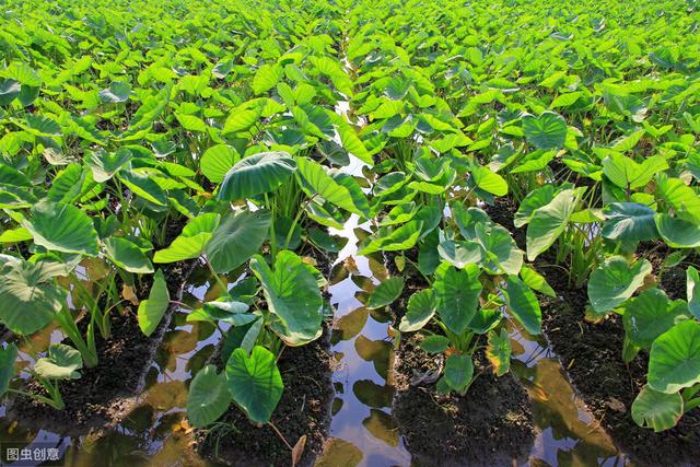 秋季多雨高湿，芋头采收期要预防炭疽病的侵害，提前预防才能丰产