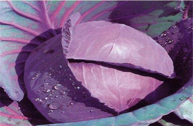 紫甘蓝栽培技术，这些种植细节你是否知道呢，来参考参考
