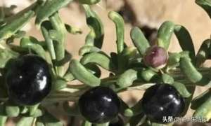 黑枸杞野生和种植差别-珍贵的1种“植物”，生长在山林里，被称为“黑枸杞”，别去摘