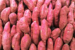 红薯的高产种植-如何增加红薯的数量？红薯高产措施有5个，专业大户如是说