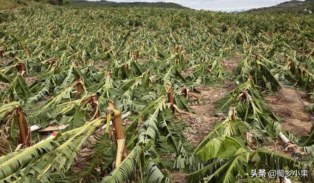 适宜香蕉生长的五大环境条件！种不出香蕉的地区就缺乏某个因素