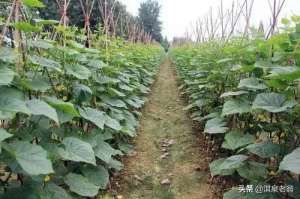 露地黄瓜种植-黄瓜露地春种的时间及高产技术要点