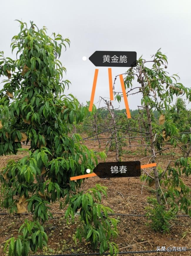 锦春黄桃在沂水县的抗冻性表现及栽培技术