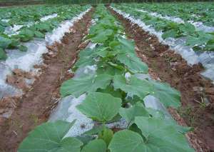 南瓜的种植时间与育苗方法-南瓜种植技术与管理