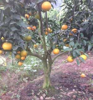 爱媛38号柑桔种植技术-爱媛38柑橘种了7~8年，果友谈体会，聊技术