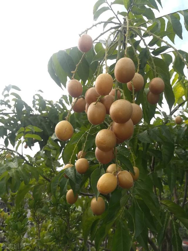 被誉为“果中之宝”的黄皮果 栽培管理技术，学会这几点高产