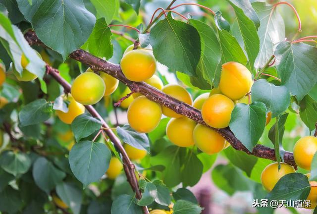 杏树栽培管理技术明白册