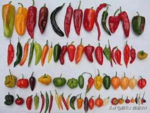 辣椒种植基地-想种辣椒的同学，请记住这10大产区