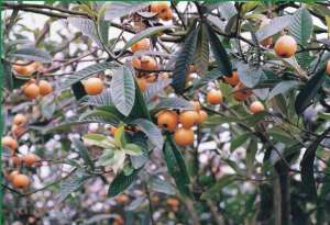 枇杷果树种植技术-枇杷树种植：枇杷树的高产管理技术要点分析