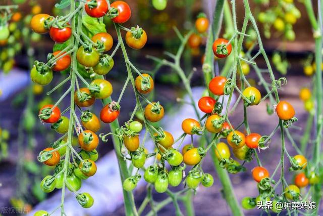 小番茄怎么种结的多，用不用授粉，怎么浇水施肥？