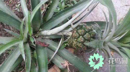 盆栽菠萝的种植方法