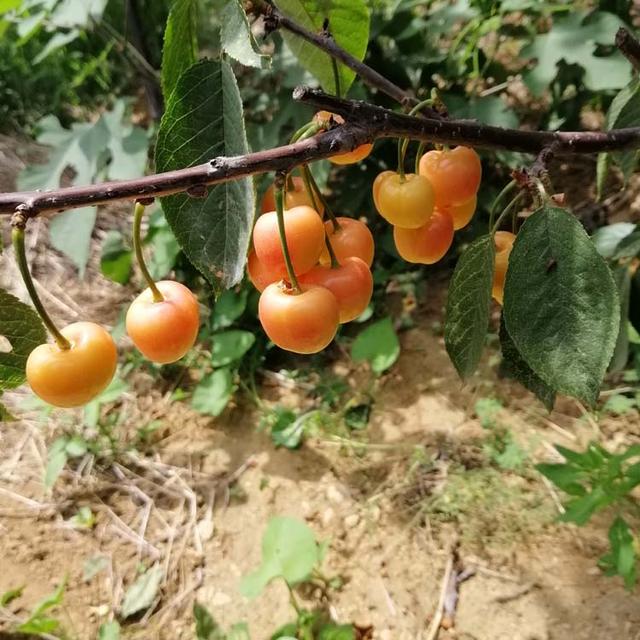 高颜值的U2-7大樱桃苗适合在哪些地区种植，分享辨认要点