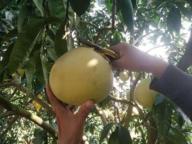 想要获得高产柚子，应该这样进行种植管理