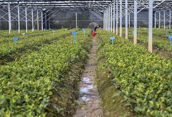 河南新县：30余万亩油茶喜获丰收
