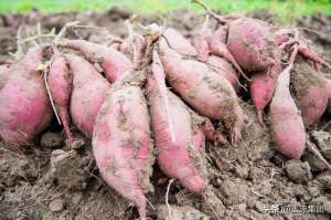 番薯种植时间-红薯什么时候成熟？2022种植红薯有补贴吗？