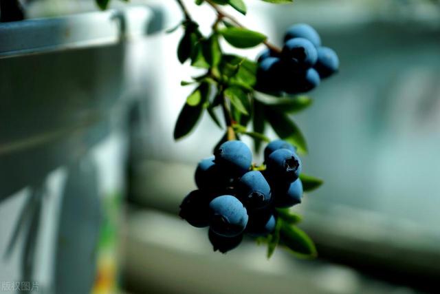 想要蓝莓盆栽丰产？就得知道这些秘诀，产量翻倍不是梦！