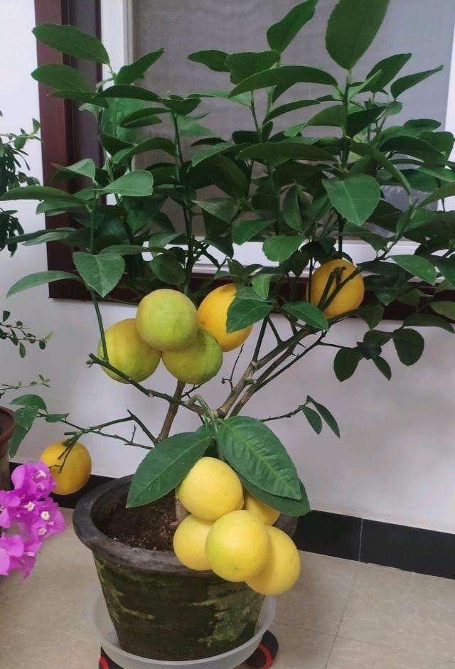 阳台怎么种柠檬？注意“3点”，果子压弯枝，满树金灿灿的柠檬