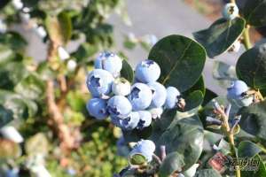 云南蓝莓种植-云南景东：露天蓝莓陆续成熟上市，今年产值有望突破10亿元