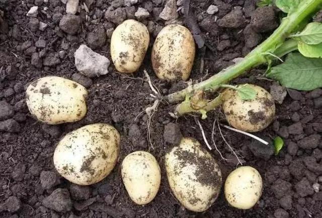 种土豆用这3种肥料，土豆长得又多又大，还不会烂果